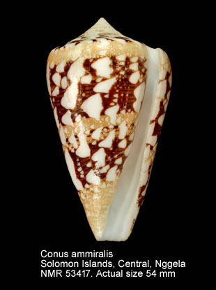 Conus ammiralis (8).jpg - Conus ammiralis Linnaeus,1758
